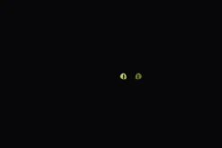 Hoptimist® Katze XS schwarz