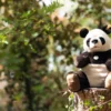 Steiff Teddies for tomorrow Pandi Big Panda 40cm 67877